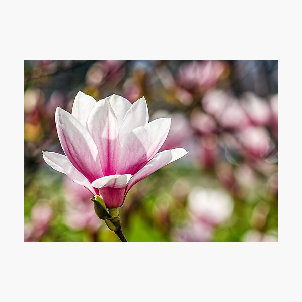 Magnolia flower blossom in springtime Photographic Print