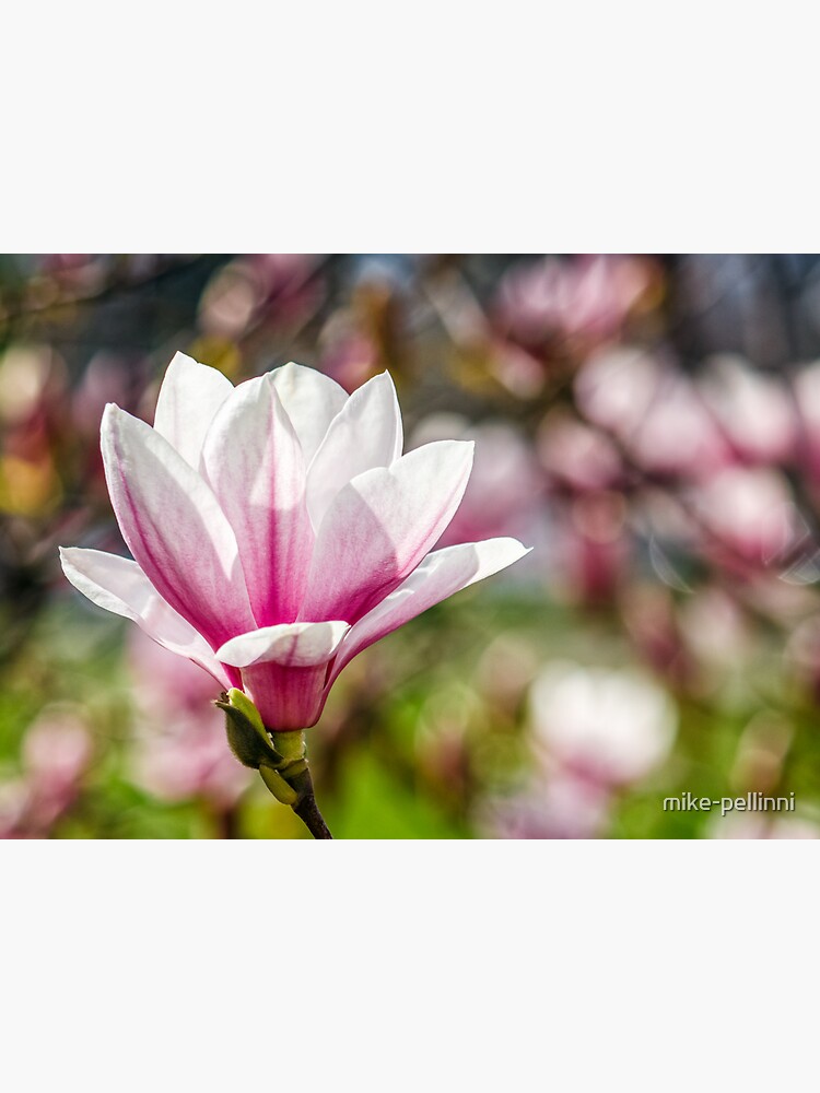 Magnolia flower blossom in springtime by mike-pellinni
