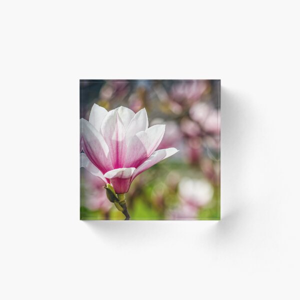 Magnolia flower blossom in springtime Acrylic Block