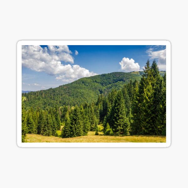 pine forest in summer landscape Sticker