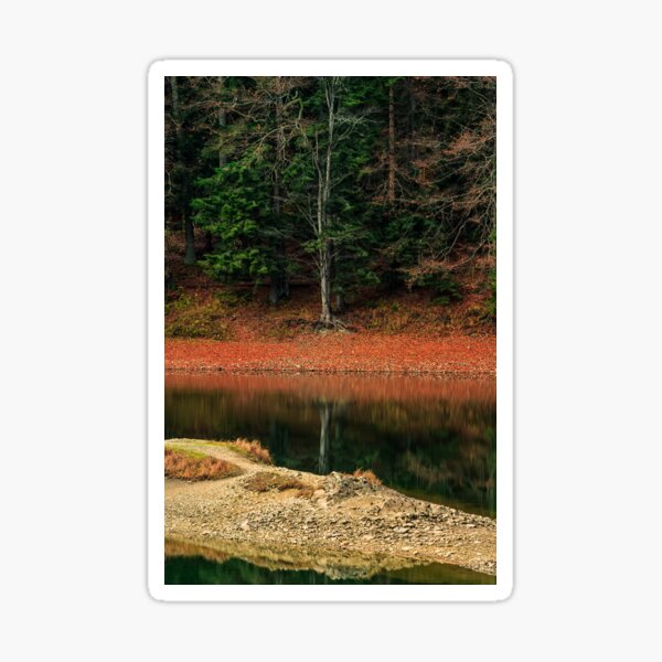 spruce forest on the lake in mountains Sticker