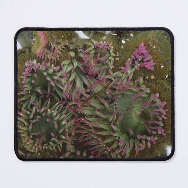Item preview, Tidal pool designed and sold by Daniel Holtmeyer.