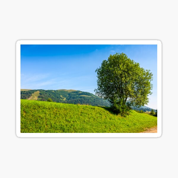 tree in rural area on beautiful summer day Sticker