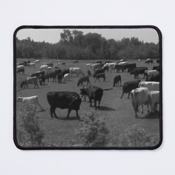 Item preview, Cows Black and White Nova Scotia Photo designed and sold by DianeBP.