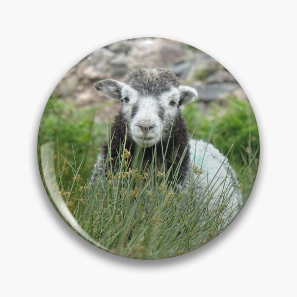 Item preview, Lake District Herdwick Sheep designed and sold by Sticker-Lab.
