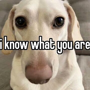 "homophobic dog meme i know what you are" Sticker for Sale by