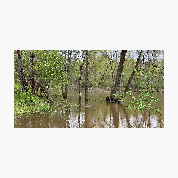Item preview, Flooded Forest 2 designed and sold by CJRPics.