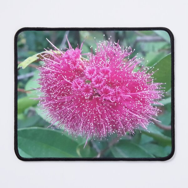 Item preview, Melaleuca Flower designed and sold by Art-By-Anythya.