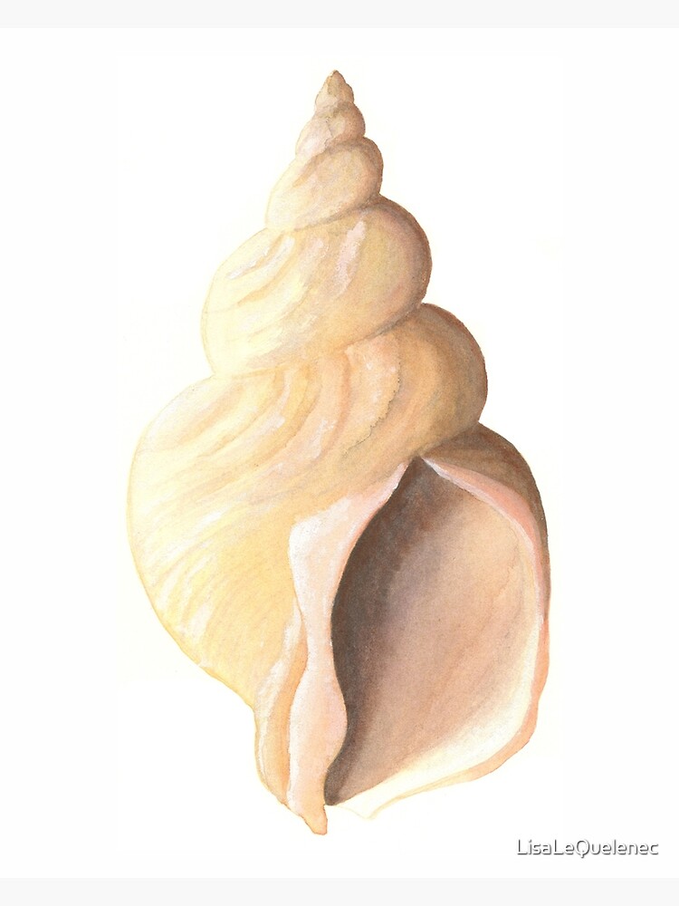 Thumbnail 4 of 4, Metal Print, Whelk sea shell a watercolour study designed and sold by LisaLeQuelenec.