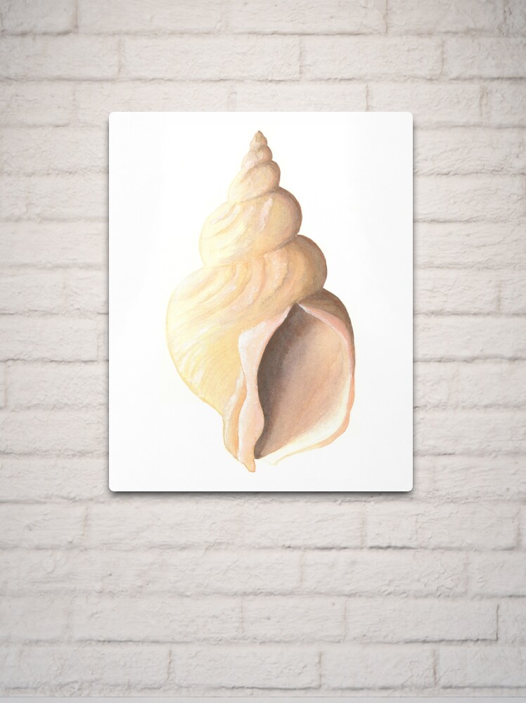 Thumbnail 2 of 4, Metal Print, Whelk sea shell a watercolour study designed and sold by LisaLeQuelenec.