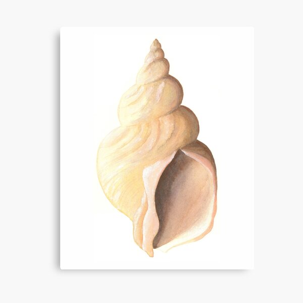 Whelk sea shell a watercolour study Canvas Print
