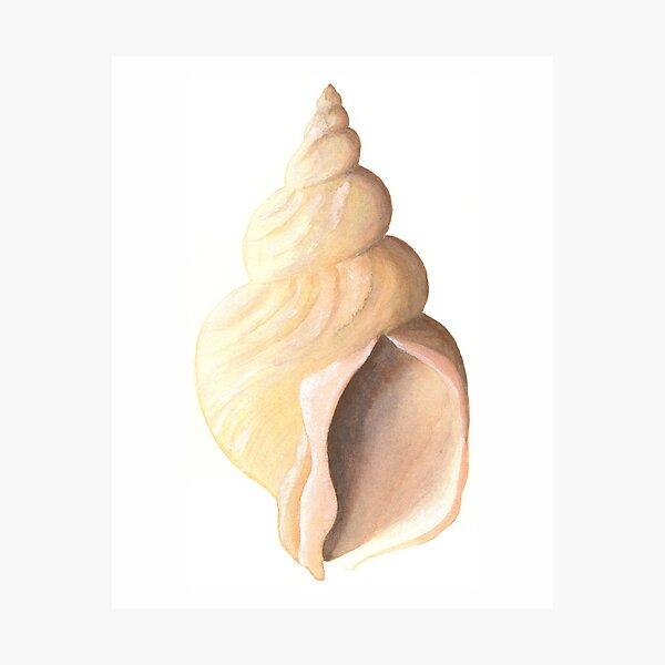 Whelk sea shell a watercolour study Photographic Print