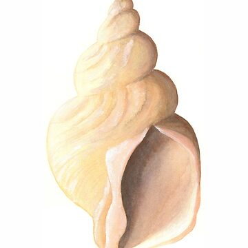 Artwork thumbnail, Whelk sea shell a watercolour study by LisaLeQuelenec