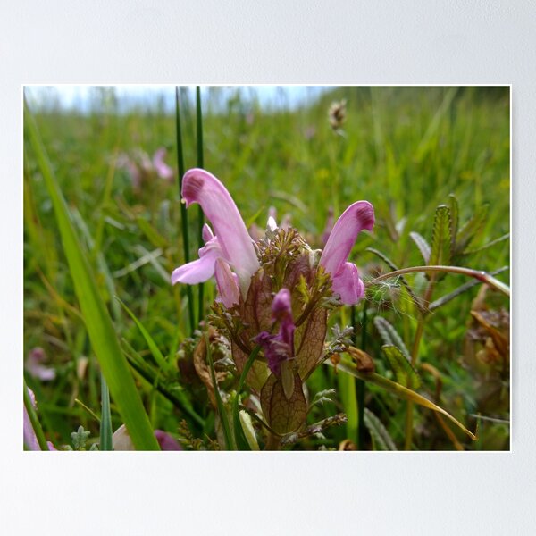 Item preview, Common Lousewort (Pedicularis sylvatica) designed and sold by IOMWildFlowers.