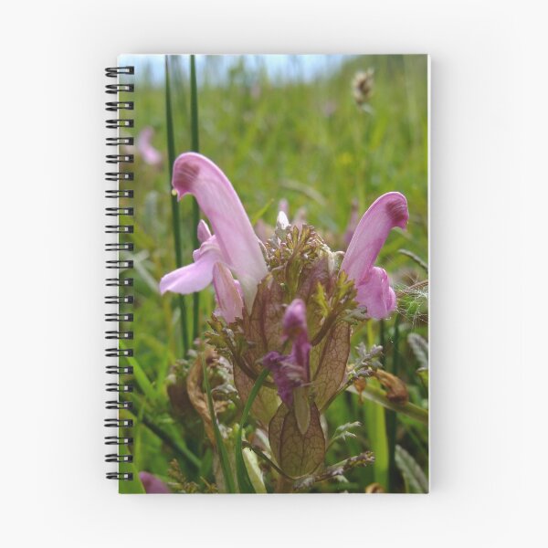 Item preview, Common Lousewort (Pedicularis sylvatica) designed and sold by IOMWildFlowers.