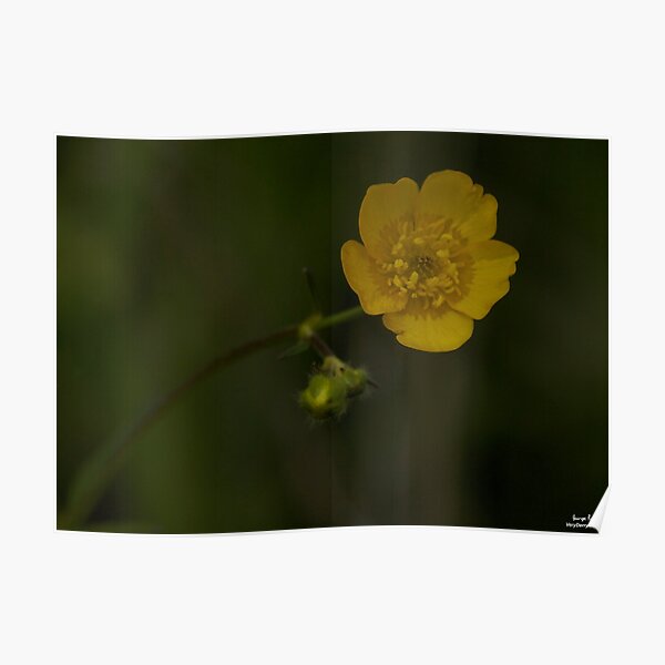Meadow Buttercup - Burntollet Woods, County Derry Poster