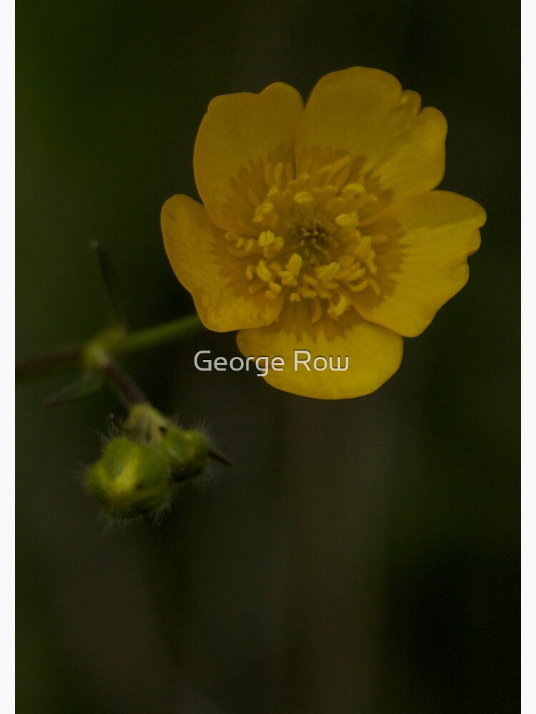 Meadow Buttercup - Burntollet Woods, County Derry by VeryIreland