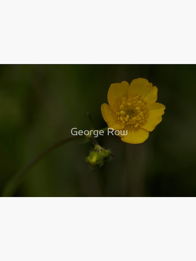 Meadow Buttercup - Burntollet Woods, County Derry by VeryIreland