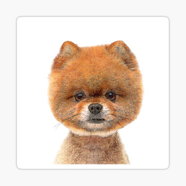 So Adorable and Cute, Pomeranian Dog - Custom Pet Portrait Art Studio Sticker