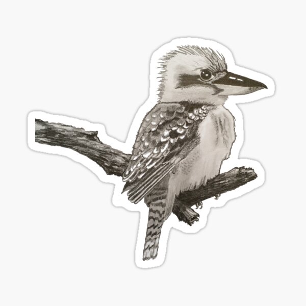 Kookaburra Sticker
