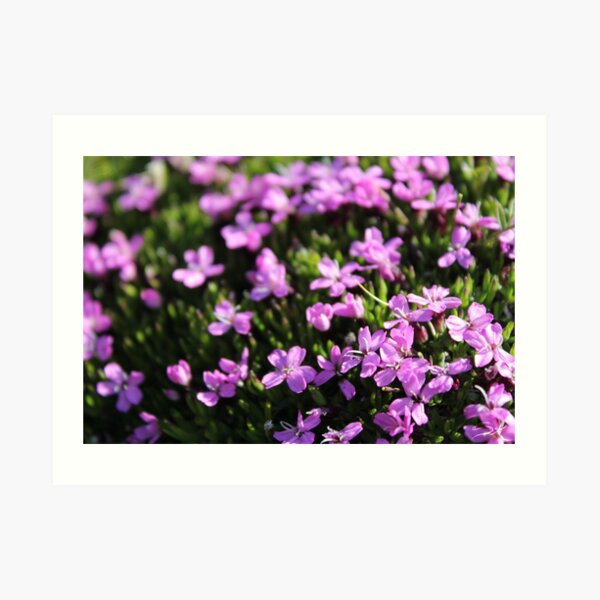 Purple Flowers Art Print