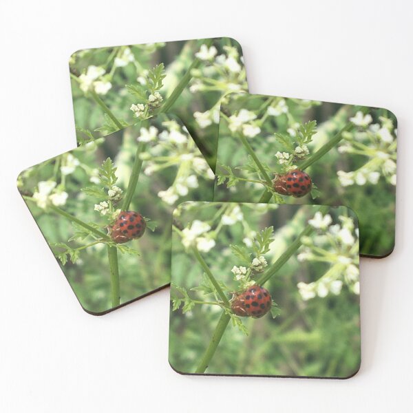 Item preview, Ladybugs on Poison Hemlock  designed and sold by NimsNature.