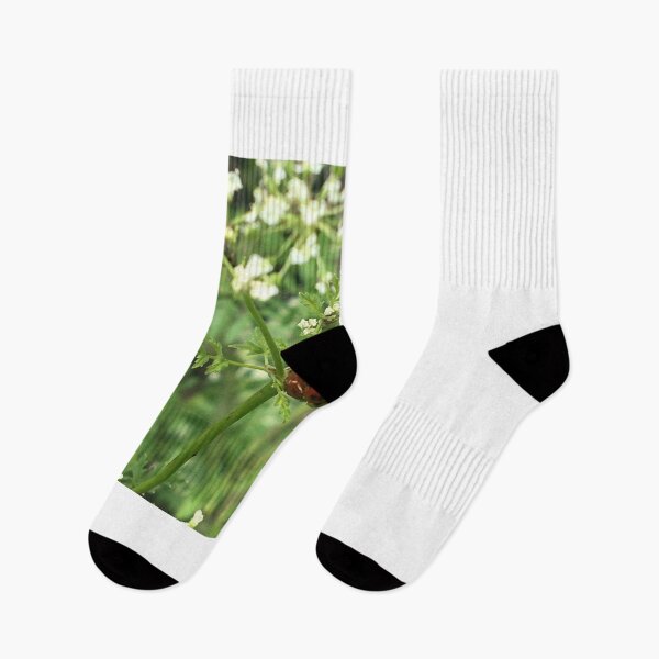 Item preview, Ladybugs on Poison Hemlock  designed and sold by NimsNature.