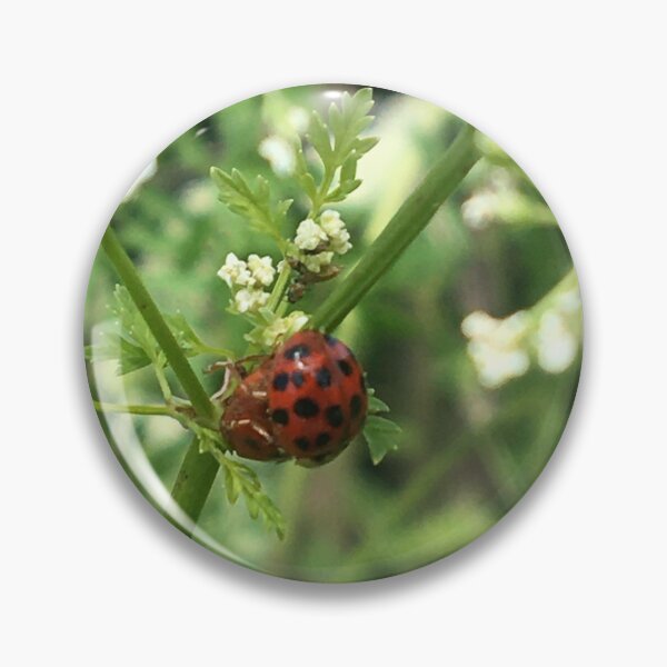 Item preview, Ladybugs on Poison Hemlock  designed and sold by NimsNature.