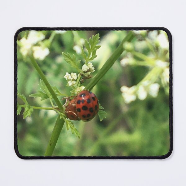 Item preview, Ladybugs on Poison Hemlock designed and sold by NimsNature.