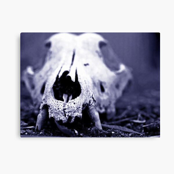 Shake Dog Shake Canvas Print