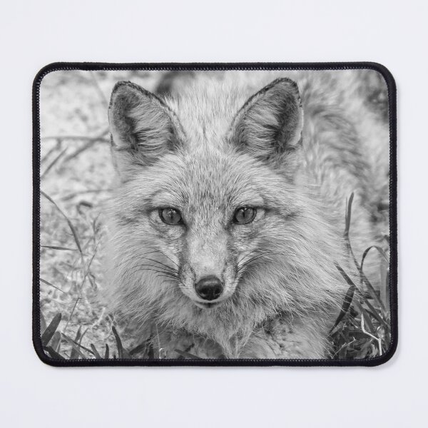 Item preview, Black and White American red fox designed and sold by Dalyndigital Photography.