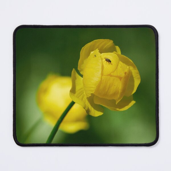 Item preview, Standing point. Globeflower designed and sold by Jouko Lehto Photography.