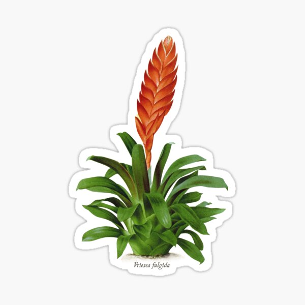 Vriesea fulgida old plate Pegatina