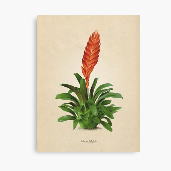 Vriesea fulgida old plate Lienzo