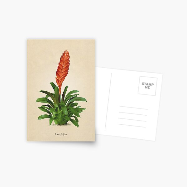 Vriesea fulgida old plate Postal
