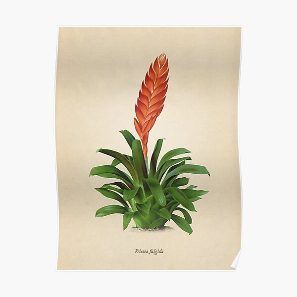 Vriesea fulgida old plate Póster