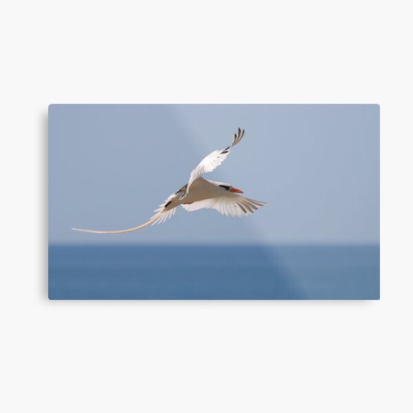 Longtail of Peace Metal Print