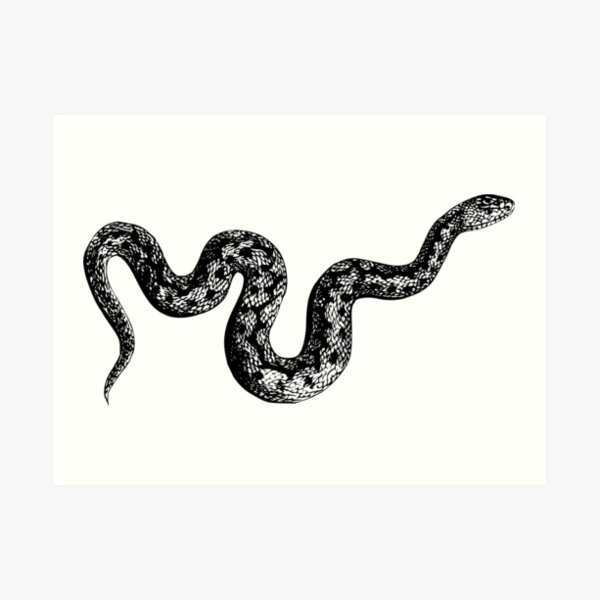 Serpiente Lámina artística