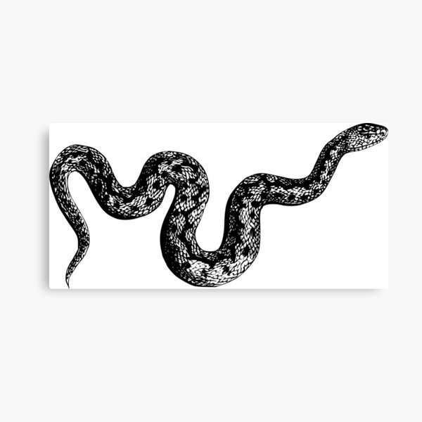Snake Canvas Print