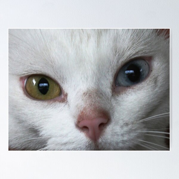 Item preview, ABC Cat ( A Bi-Coloured Cat) designed and sold by patjila.