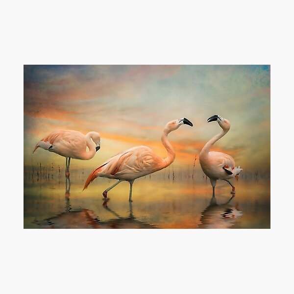 Item preview, Flamingo Dusk designed and sold by Brian Tarr.