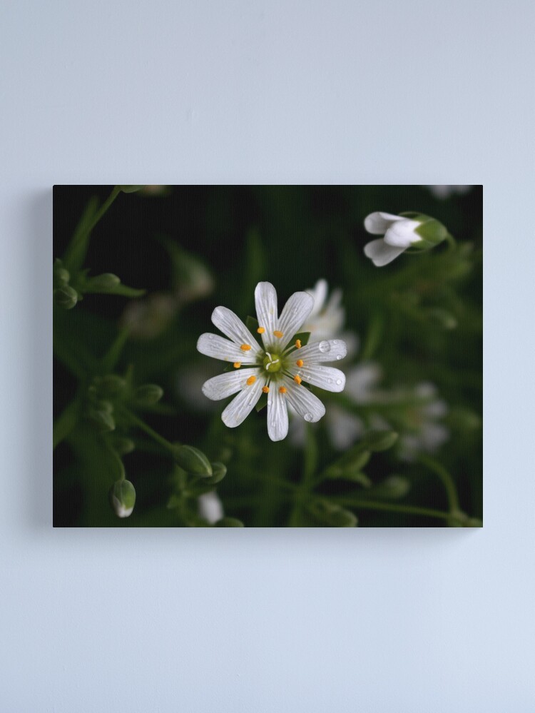 Thumbnail 1 of 3, Canvas Print, A five-rabbits flower designed and sold by kriscareful.