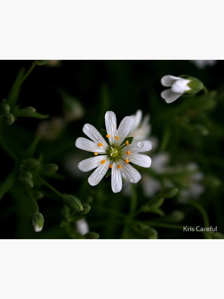 A five-rabbits flower by kriscareful