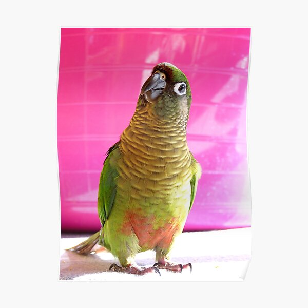 The Washing Is All Done Mum....Bubbles - Maroon-Bellied Conure - NZ Poster