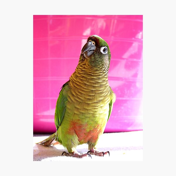 The Washing Is All Done Mum....Bubbles - Maroon-Bellied Conure - NZ Photographic Print