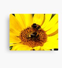 Many Hands Make Light Work!! - Bumblebees - NZ Canvas Print