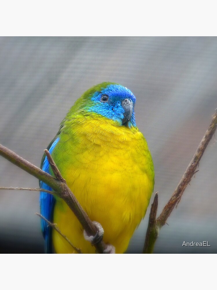 I'm Poised...I Won't Blink!!!! -Turquoise Parrot - Dunedin - Otago