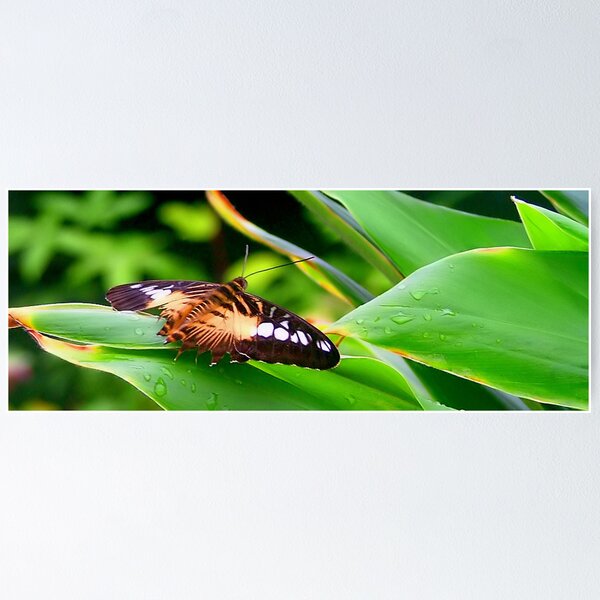 Item preview, Wing designed and sold by Ken Simm.