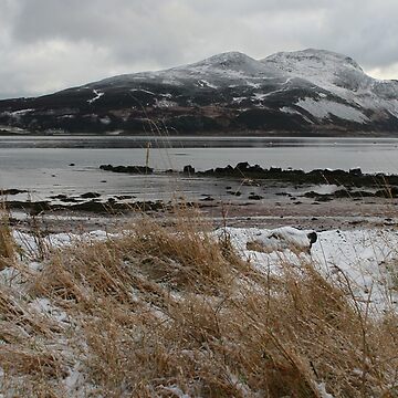 Artwork thumbnail, Holy Isle in winter by Fiona MacNab