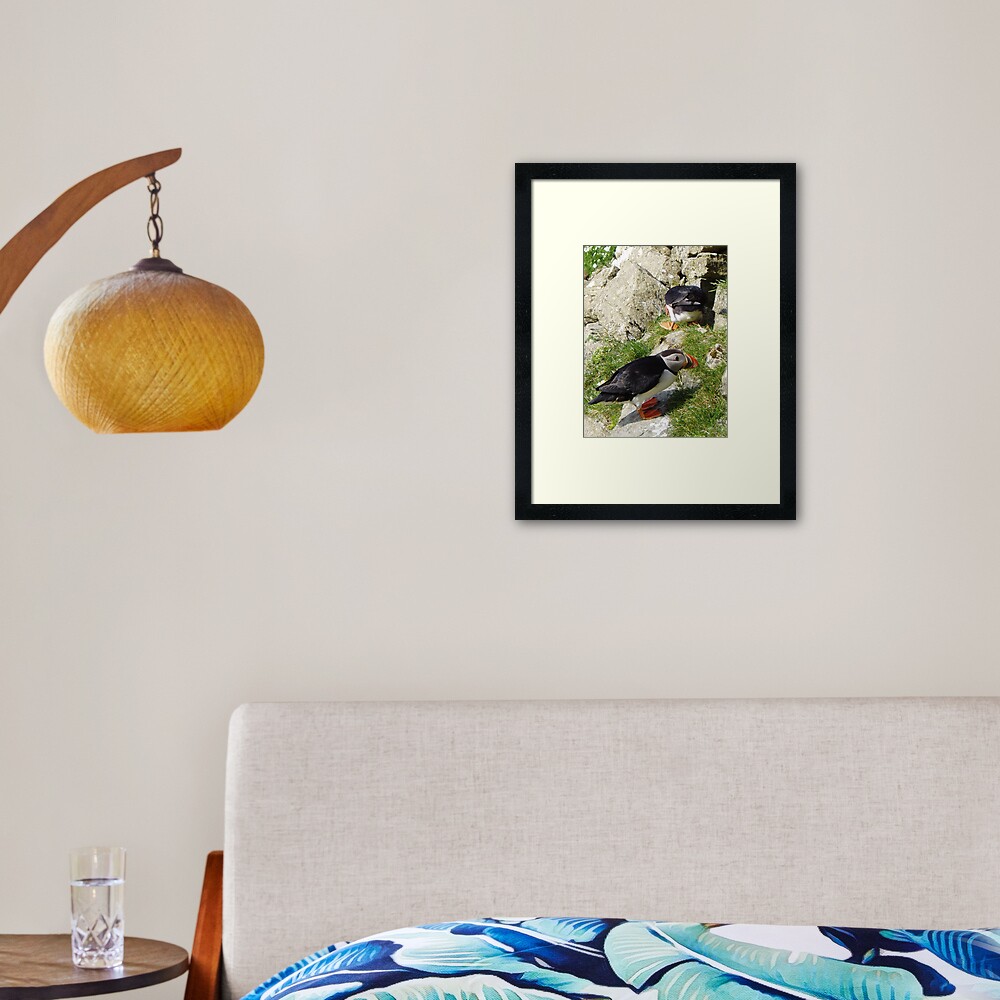 Puffin Hide-and-Seek Framed Art Print